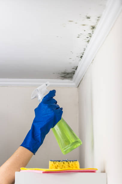 Office Mold Removal Services in Whitesburg, KY